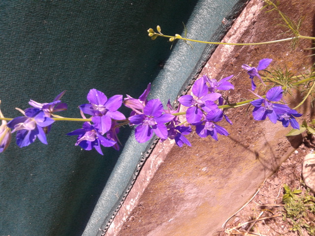 Delphinium consolida ? No, Delphinium cfr. ajacis